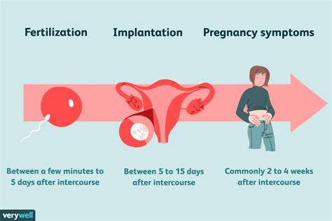 how long to get pregnant after sex