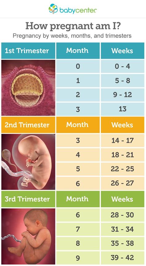how many months pregnant at 38 weeks