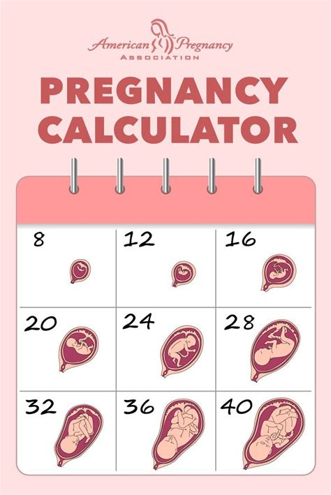 how to calculate pregnancy calculator