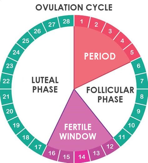 how to get pregnant 26 day cycle