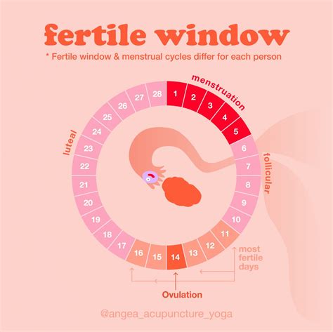 how to get pregnant during fertile window