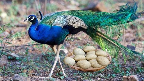 how to get pregnant peacock