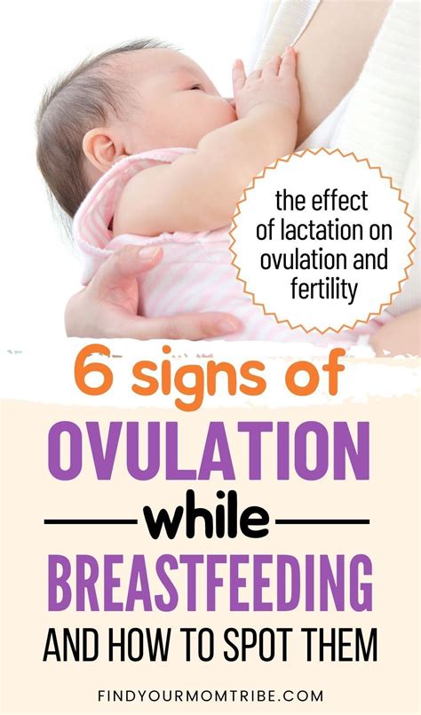how to increase fertility while breastfeeding